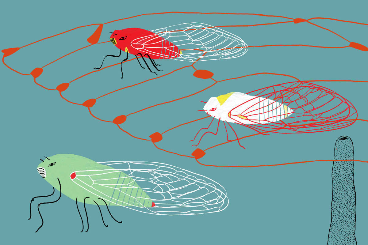 Illustration